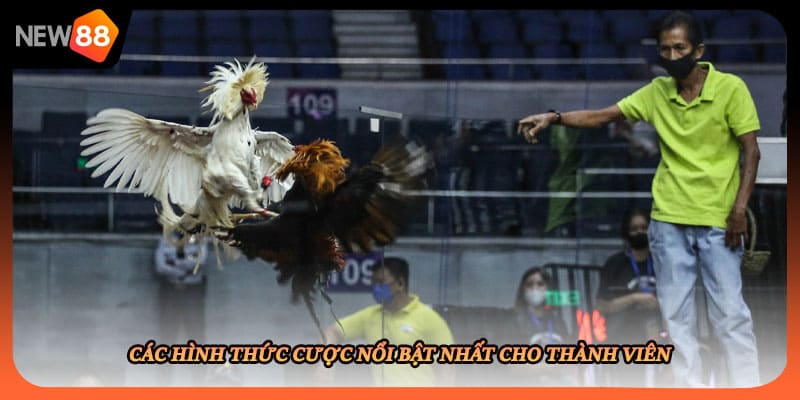 Các hình thức cược nổi bật nhất cho thành viên