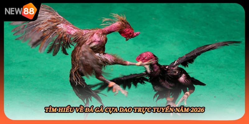 Tìm hiểu về đá gà cựa dao trực tuyến năm 2026