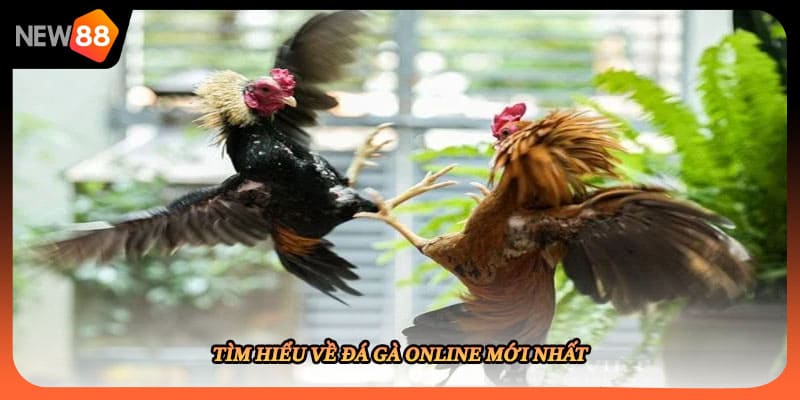 Tìm hiểu về đá gà online mới nhất
